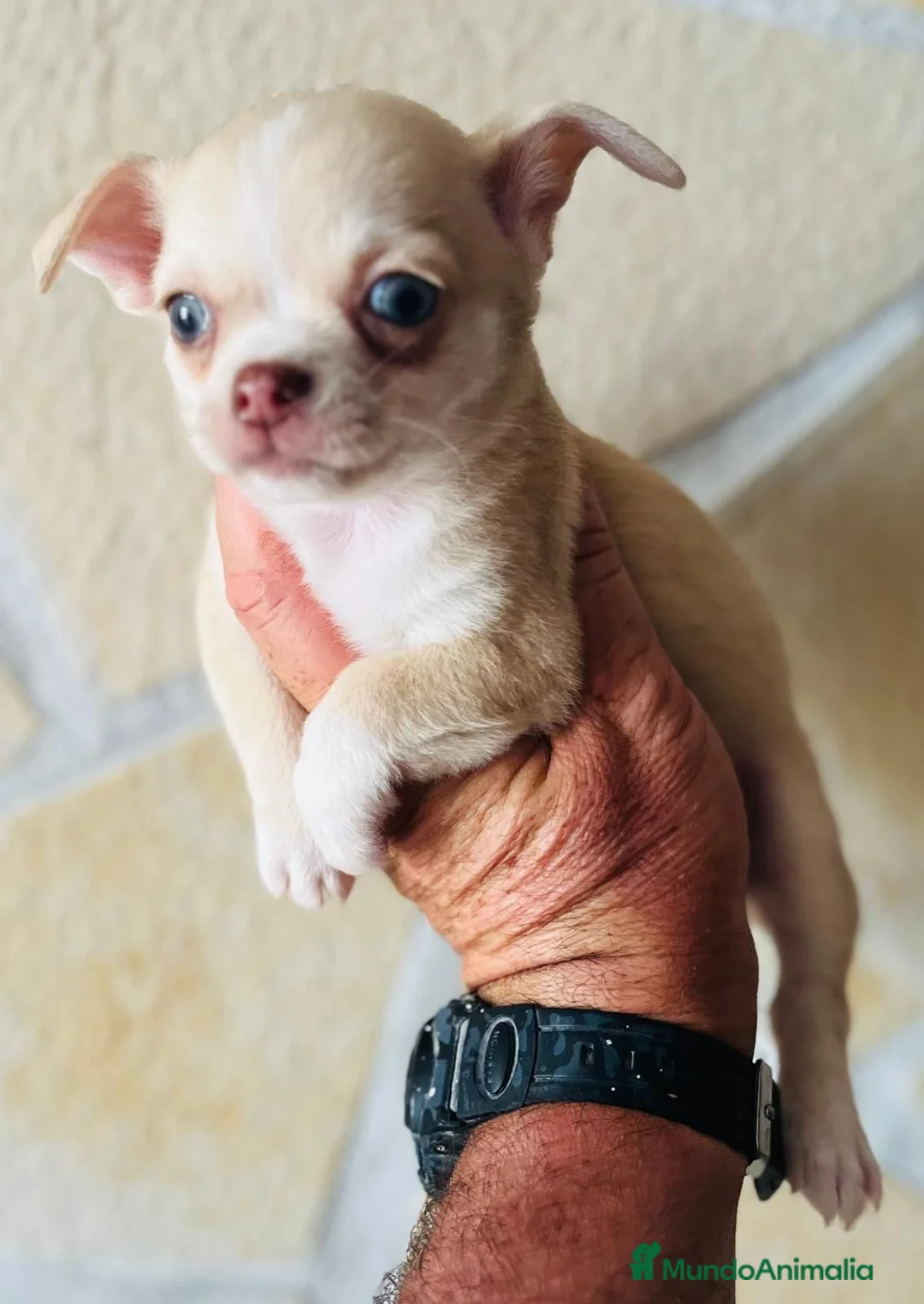 Chihuahua perros en venta: Chihuahua toy  - Anuncio 6