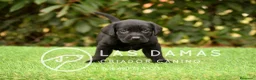 Labrador Retriever perros en venta: Labrador retriever color negro. - Anuncio 3