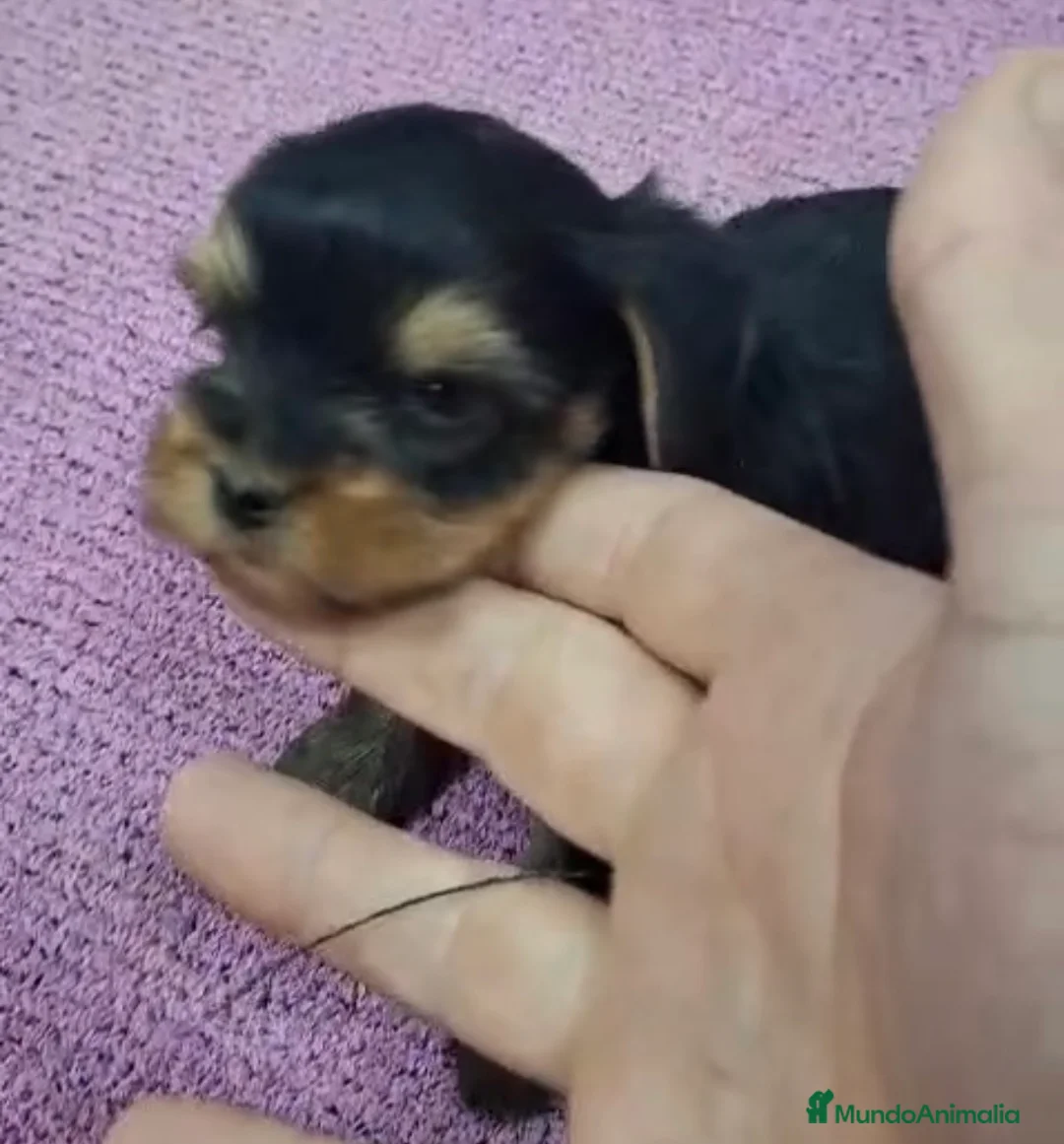 Yorkshire Terrier perros en venta: Espectaculares Yorkshire disponibles  en Córdoba - Anuncio 1