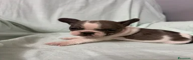 Bulldog Francés 4