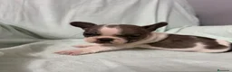 Bulldog Francés perros en venta: BULLDOG FRANCÉS - Anuncio 6