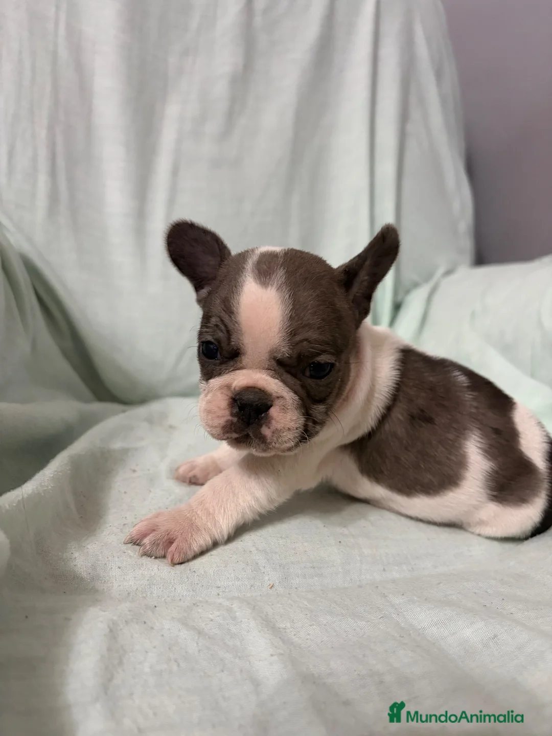 Bulldog Francés perros en venta: BULLDOG FRANCÉS - Anuncio 6