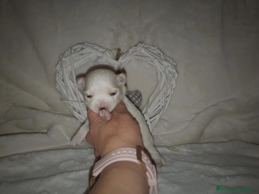 Bichón Maltés perros en venta: Bichón maltés toy - Anuncio 1