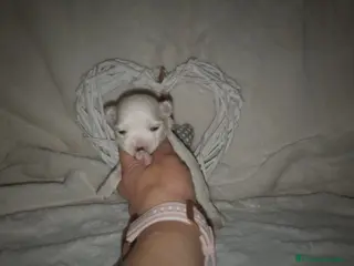 Bichón Maltés perros Bichón maltés toy - Anuncio 6