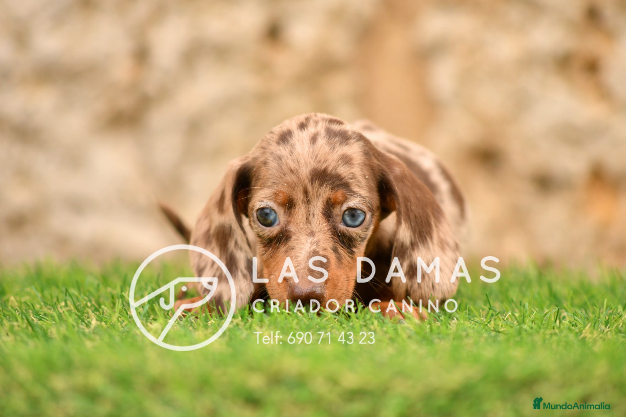 Teckel perros en venta: Teckel próxima camada.  - Anuncio 8