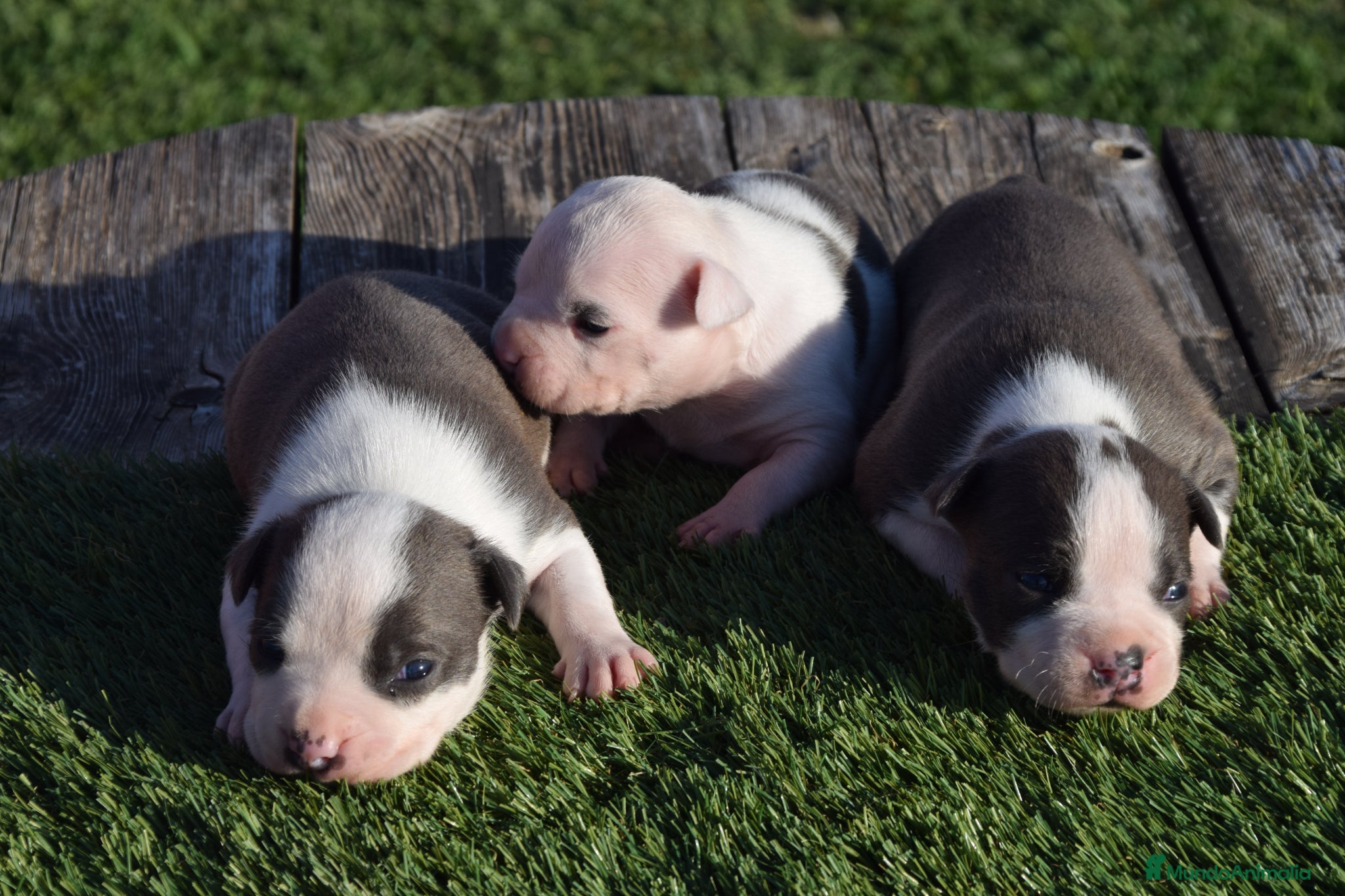 American Staffordshire-Terrier perros en venta: PEDIGREE AMERICAN STAFFORDSHIRE TERRIER BLUE  - Anuncio 20