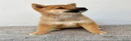 Shiba Inu perros en venta: Shiba Inu Hembra - Anuncio 16