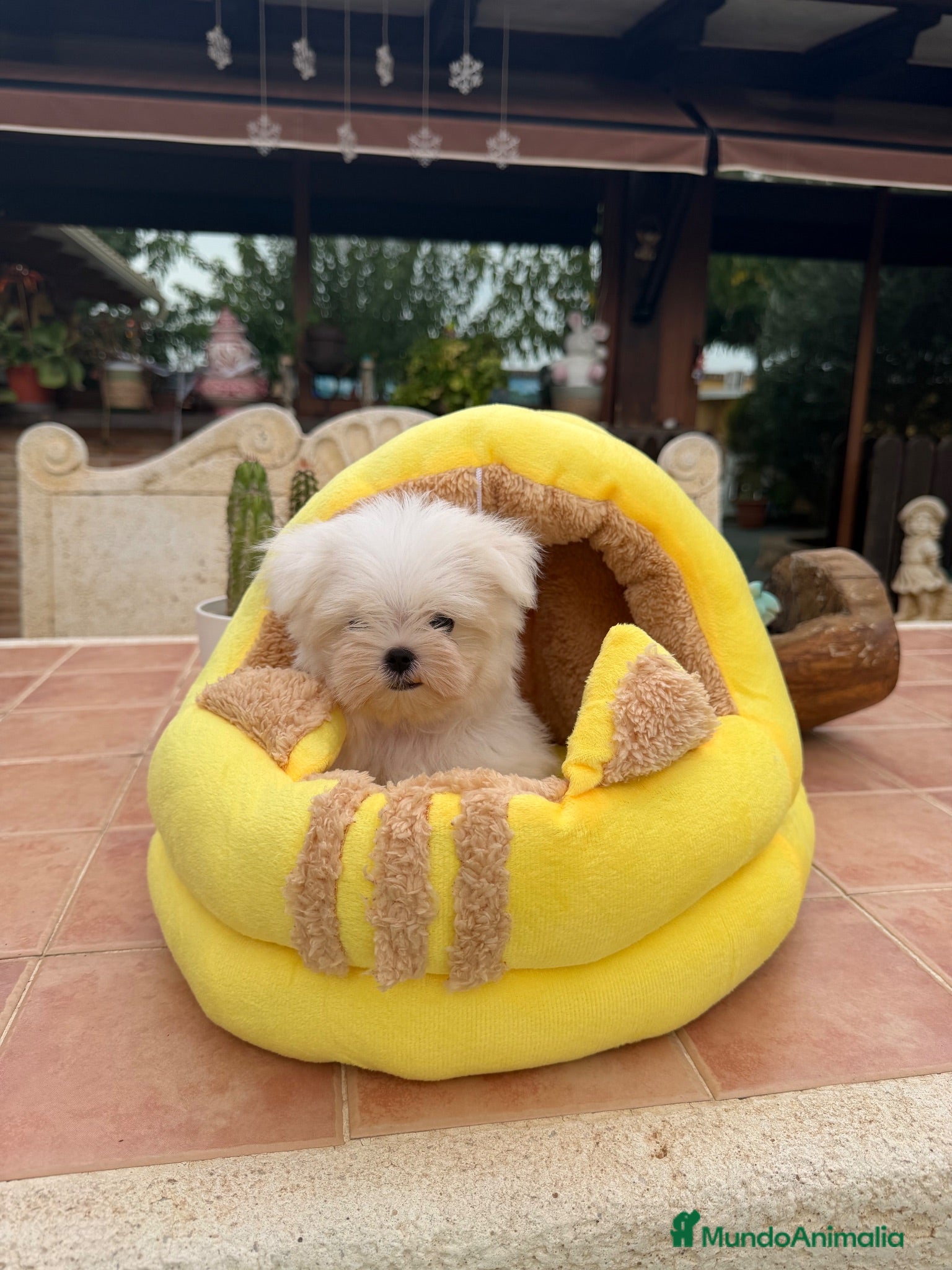 Bichón Maltés perros Bichon maltés coreano  - Anuncio 1