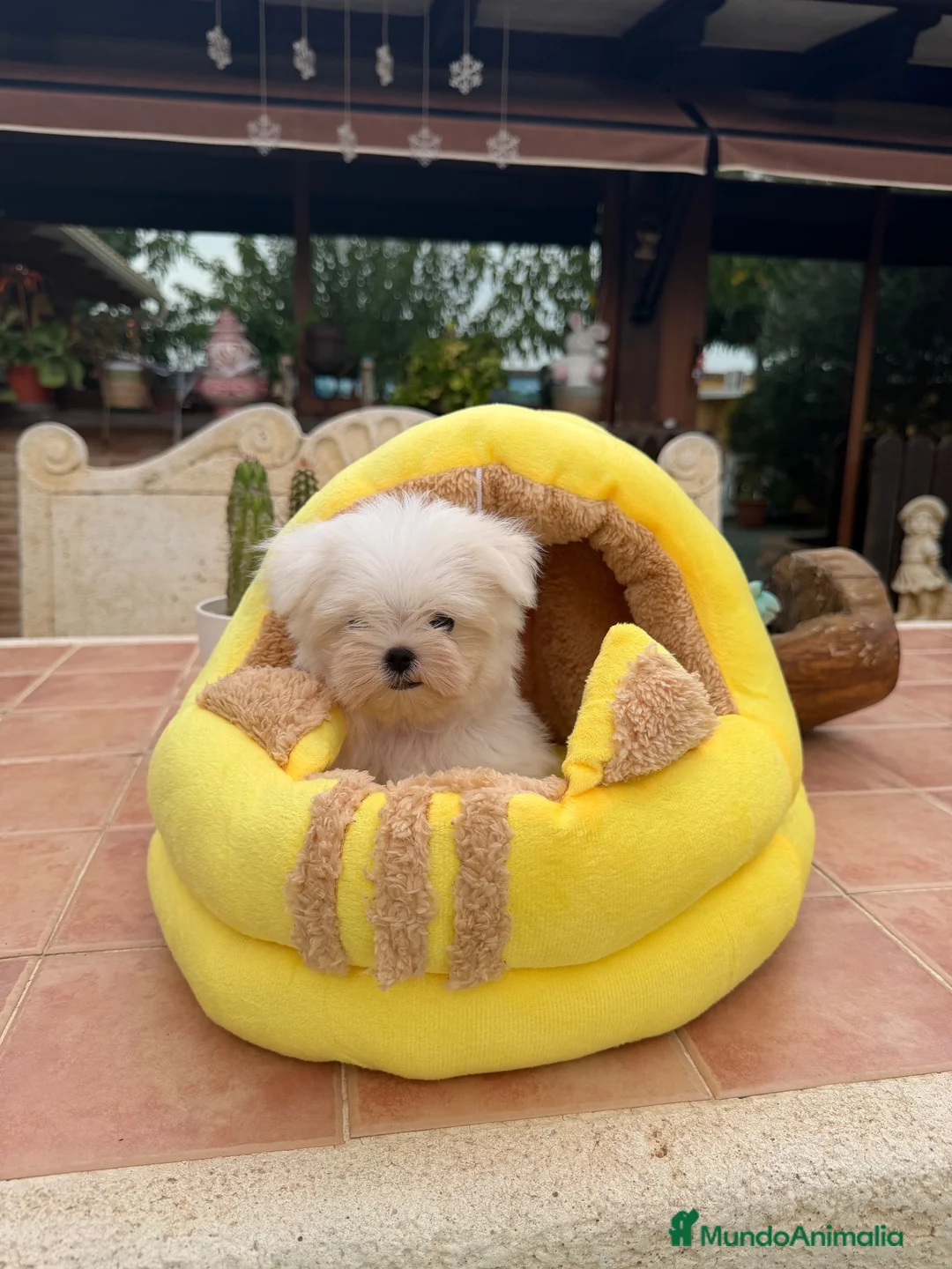 Bichón Maltés perros en venta: Bichon maltés coreano  - Anuncio 1