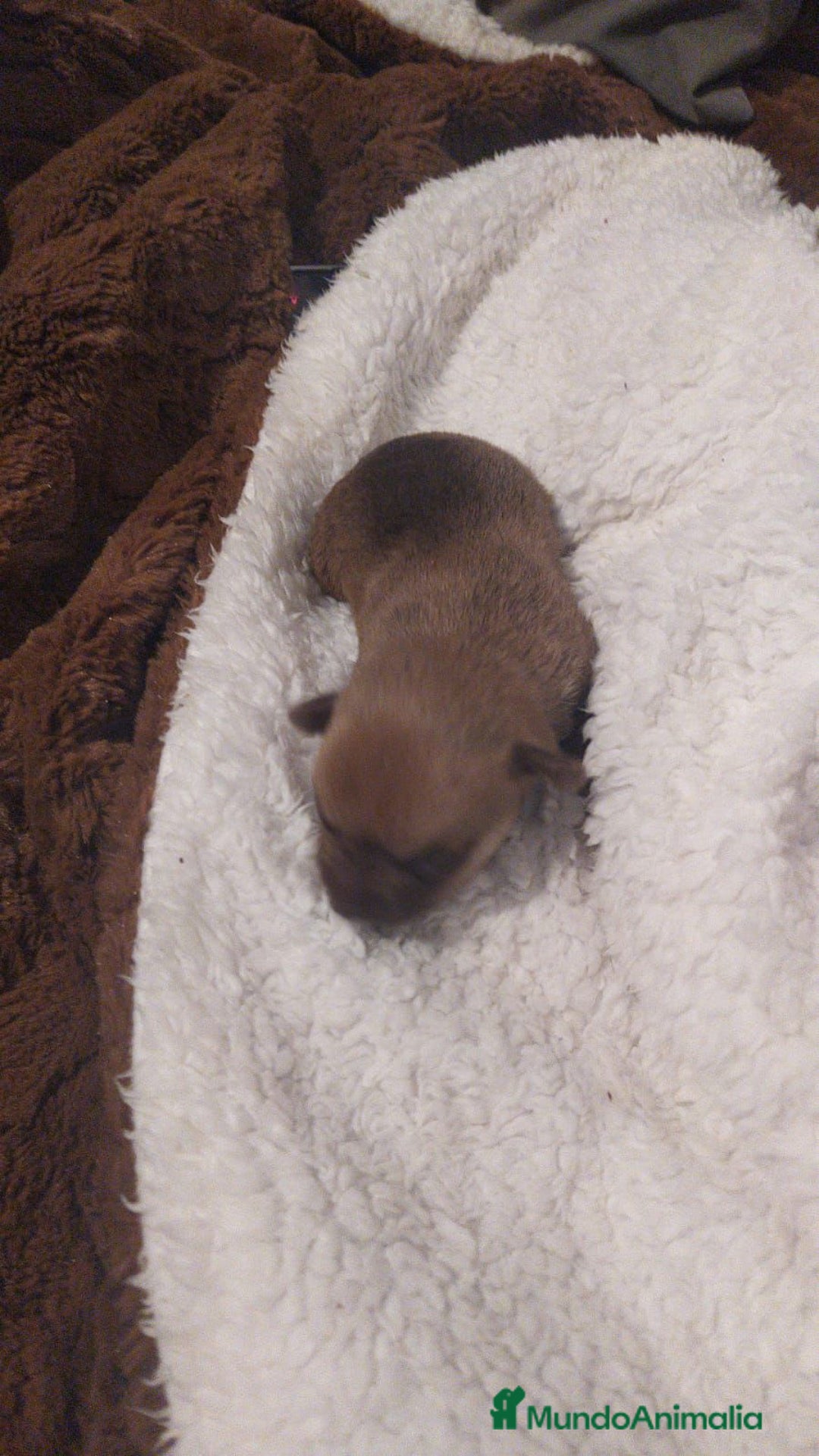 Chihuahua perros en venta: Chihuahua toy - Anuncio 2