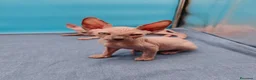 Sphynx gatos en venta: Preciosa camada ojos azules  - Anuncio 6