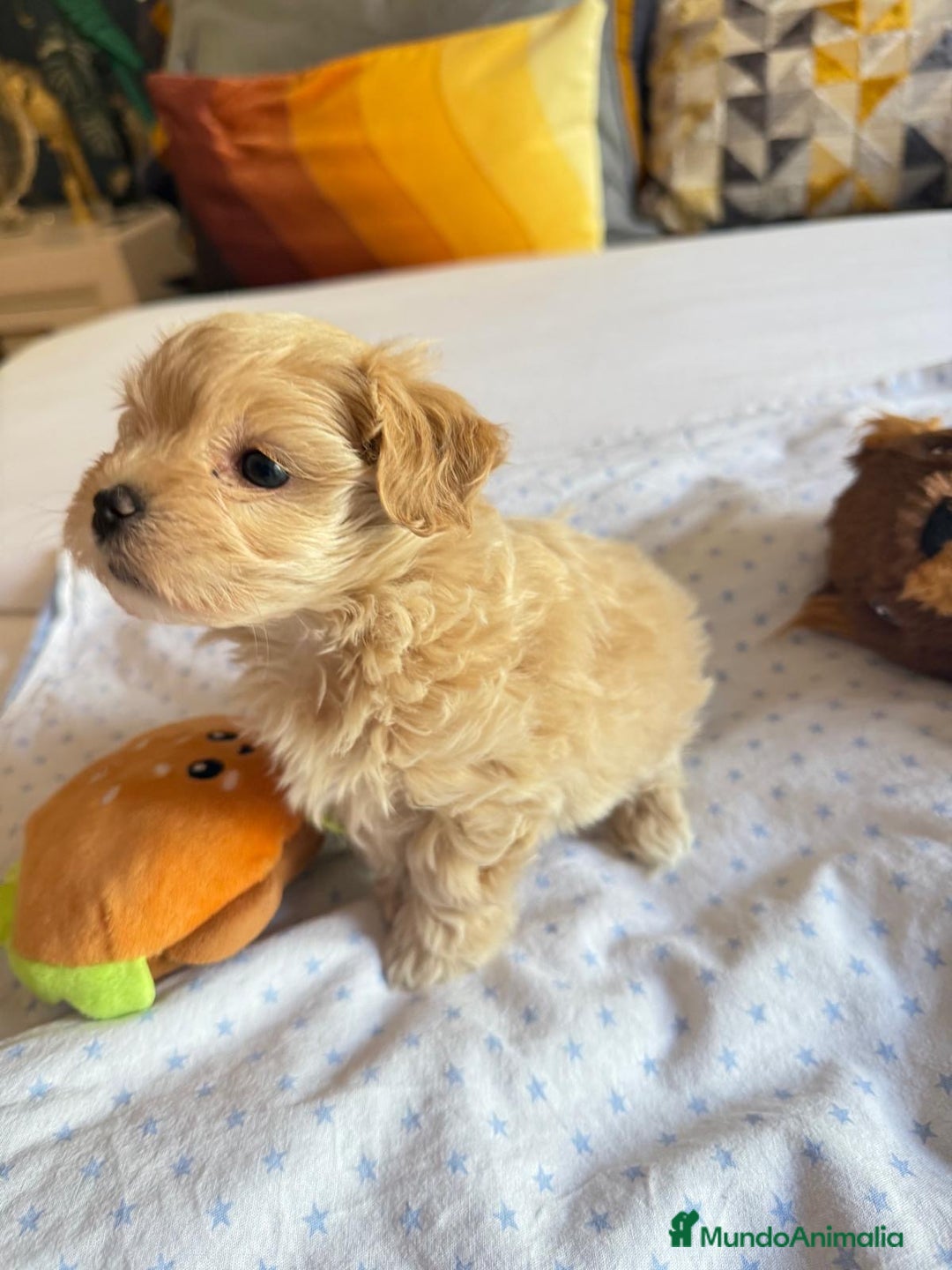 Maltipoo perros en venta: Maltipoo hembra  - Imagen 4