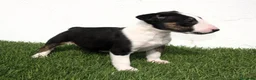 Bull Terrier perros en venta: Bull Terrier  - Anuncio 3