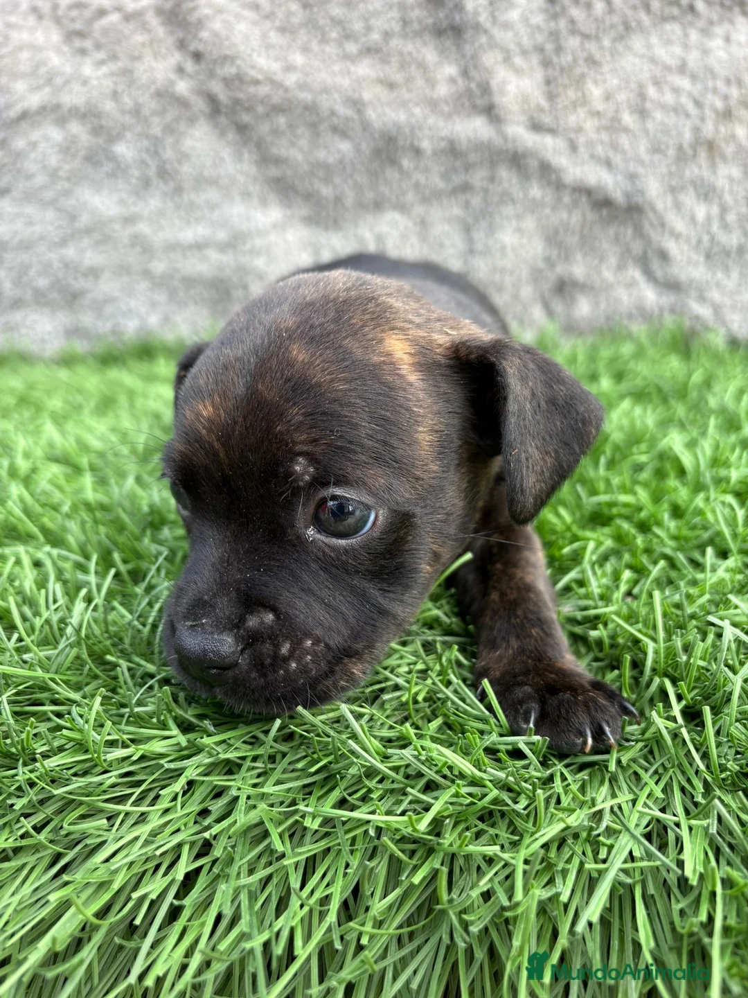 Staffordshire Bull Terrier perros en venta: Macho de Staffordshire Bull Terrier  - Anuncio 12