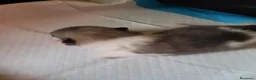 Chihuahua perros en venta: Chihuahua toy de pelo largo  - Anuncio 3