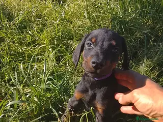 Dobermann perros Dóberman negro fuego y chocolate🐾🔥 - Anuncio 1