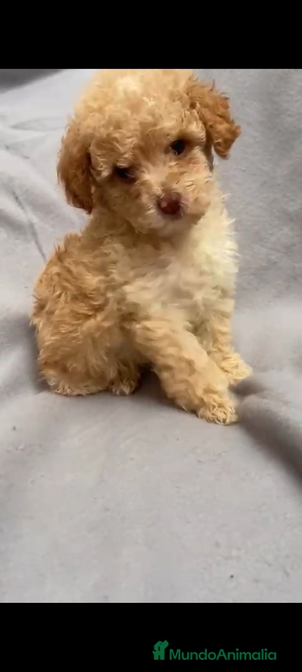 Caniche Toy perros 2 últimas hembras de caniche toy  - Anuncio 1