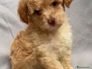 Caniche Toy perros 2 últimas hembras de caniche toy - Anuncio 1