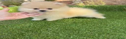 Pomerania perros en venta: Pomerania hembras disponibles toy  - Anuncio 17