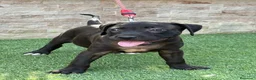 American Pit Bull Terrier perros en venta: Cachorra auténtica APBT - Anuncio 3