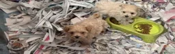 Maltipoo perros en venta: Cachorros de Maltipoo ñ - Anuncio 1
