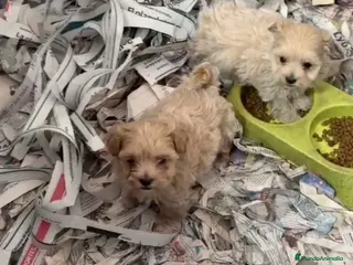 Maltipoo perros Cachorros de Maltipoo ñ - Anuncio 1