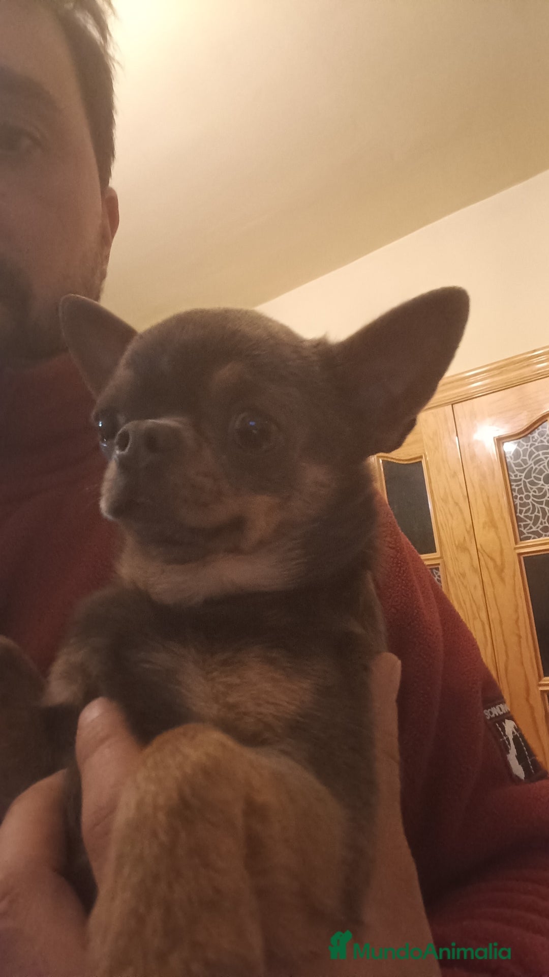 Chihuahua perros en venta: Chihuahua cabeza manzana ruso en Jaén - Imagen 3
