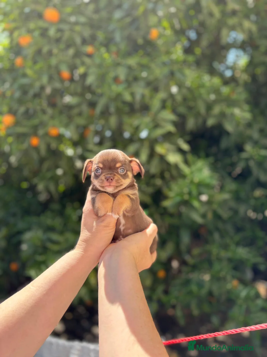 Chihuahua perros en venta: Machito chocolate línea rusa  - Anuncio 2