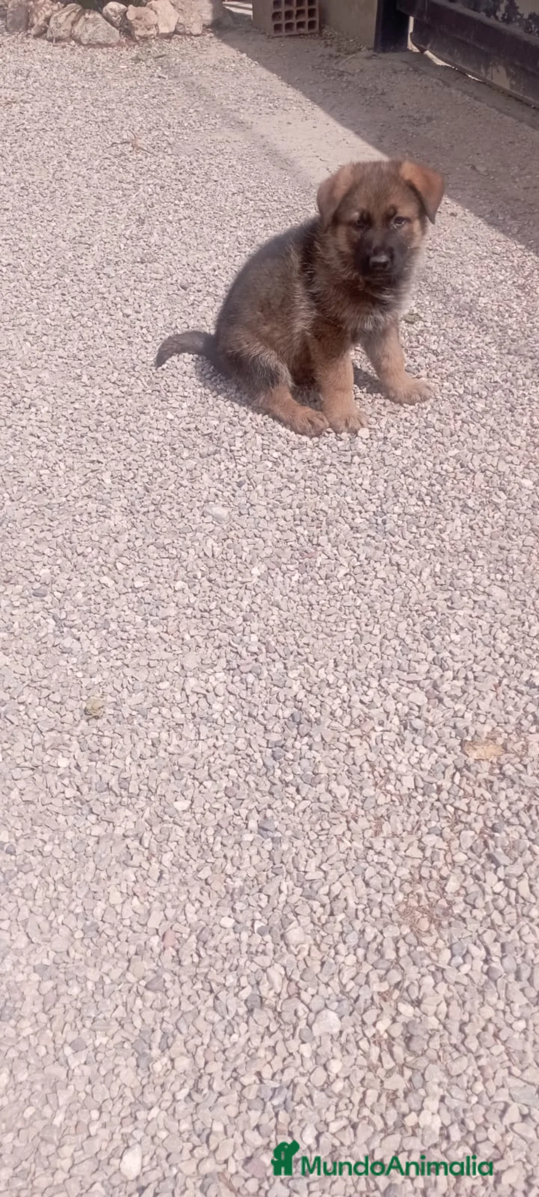Pastor Alemán perros en venta: Pastor Alemán - Anuncio 2