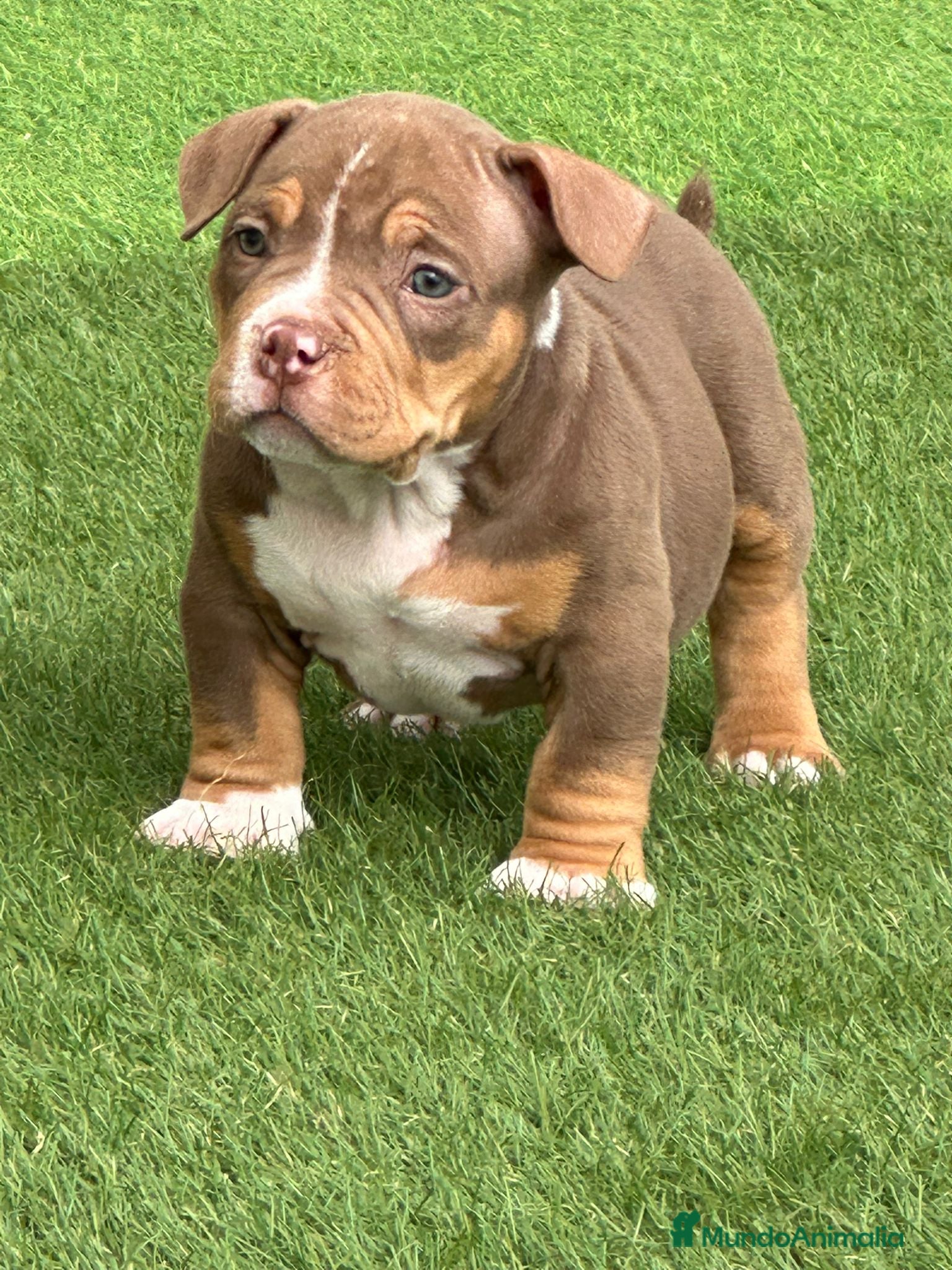 American Bully perros Camada American Bully - Anuncio 1