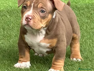 American Bully perros Camada American Bully - Anuncio 1