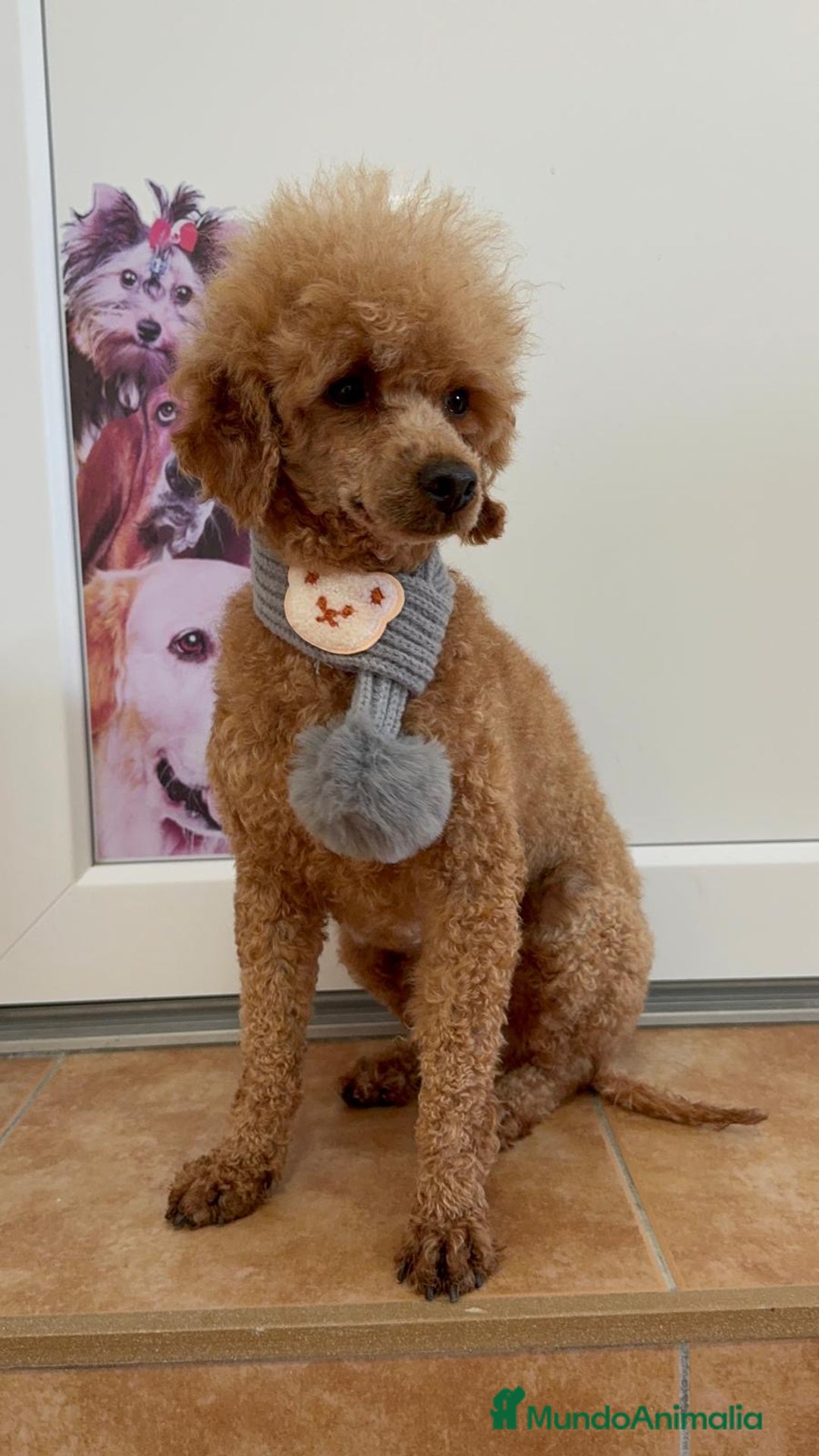 Caniche Enano perros en venta: CANICHE - Anuncio 5