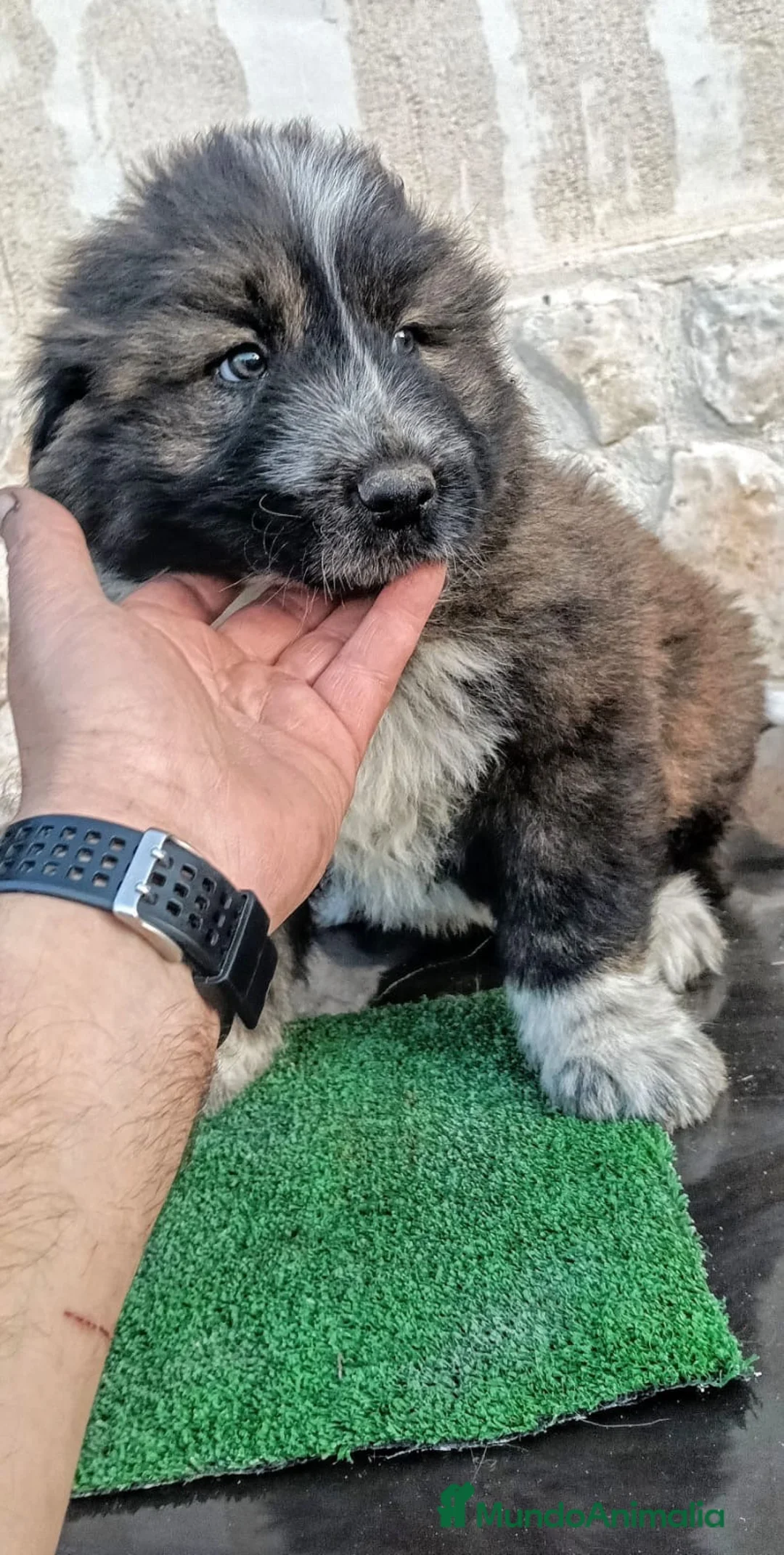 Pastor del Cáucaso perros en venta: Precisos Pastores del Cáucaso  - Anuncio 3