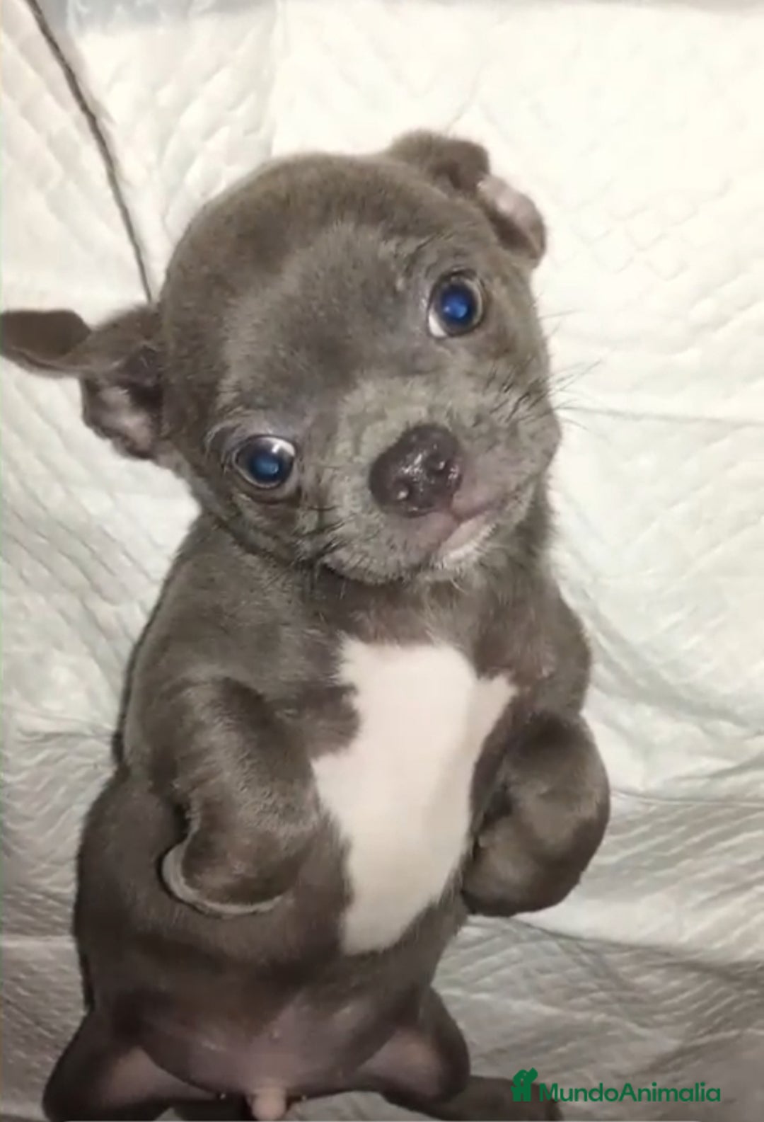 Chihuahua perros en venta: Chihuahua  - Anuncio 5