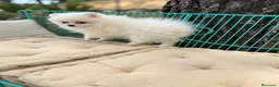 Pomerania perros en venta: Pomerania lista para entregar !!! - Anuncio 1