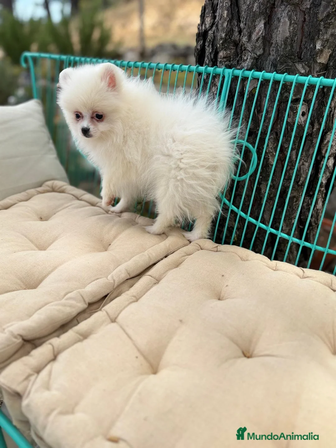 Pomerania perros en venta: Pomerania lista para entregar !!! - Anuncio 1