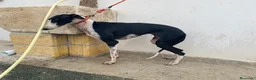 Galgo Español perros en venta: Galgo español  - Anuncio 3