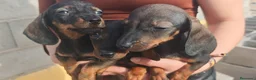 Teckel Miniatura perros en venta: Preciosos teckel miniatura - Anuncio 1