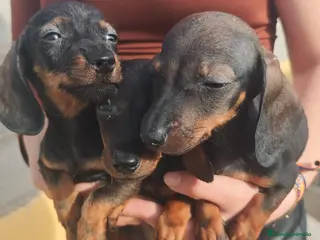 Teckel Miniatura perros Preciosos teckel miniatura - Anuncio 3