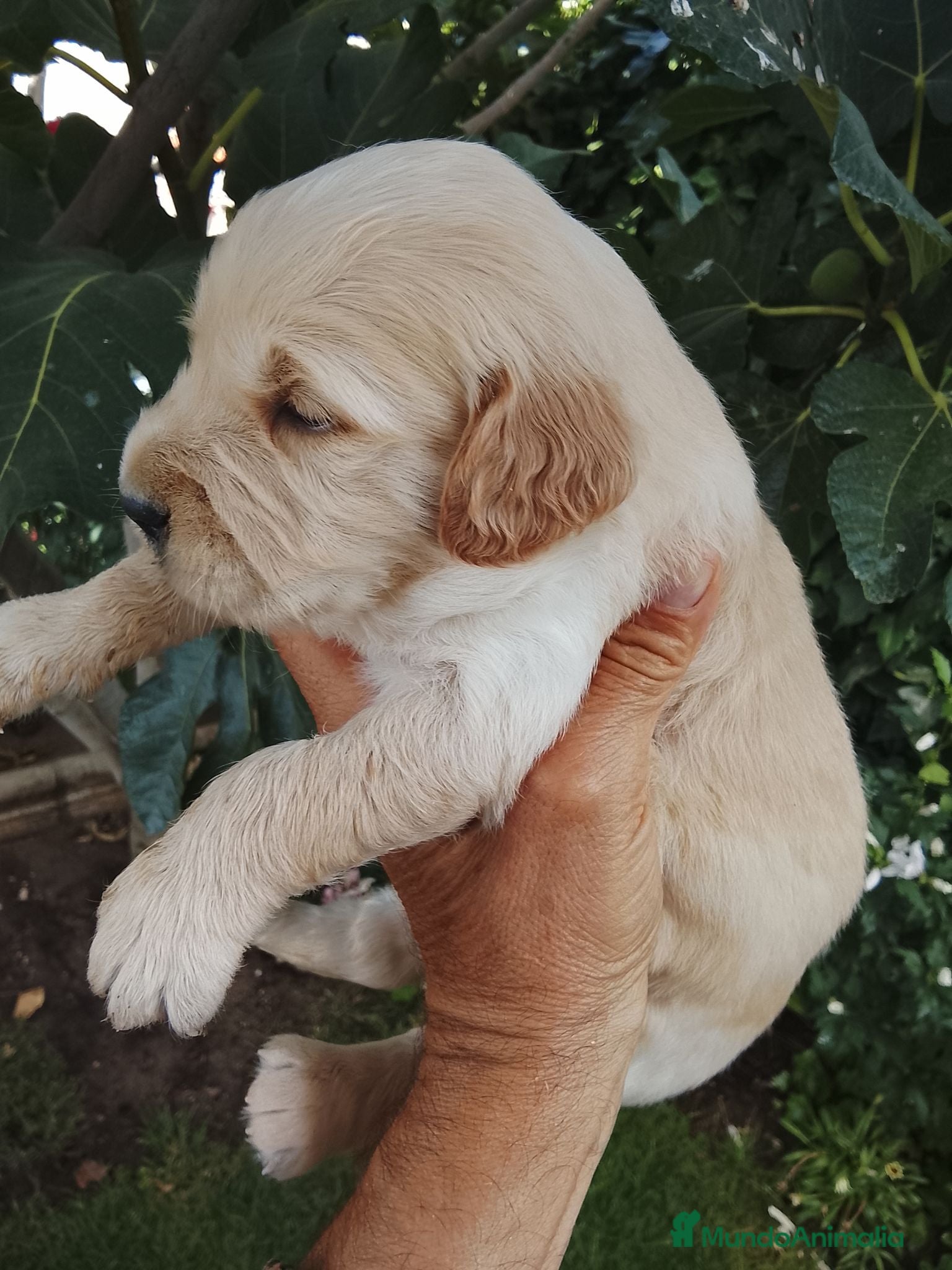 Golden Retriever perros Cachorros de golden retriever  - Anuncio 1