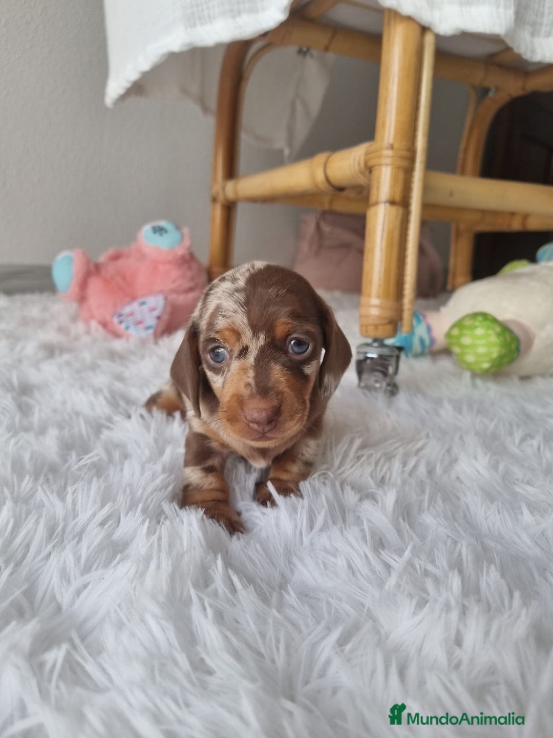 Teckel Miniatura perros en venta: TECKEL KANINCHEN ARLEQUIN  - Imagen 1