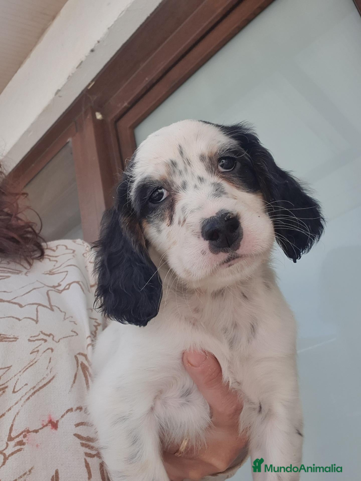 Setter Inglés perros Cachorro hembra Setter - Anuncio 4