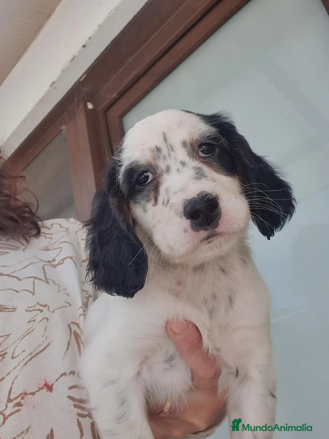 Setter Inglés perros en venta: Cachorro hembra Setter - Anuncio 1