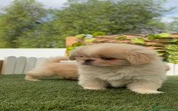 Pekinés perros en venta: PEKINES HEMBRAS - Imagen 17