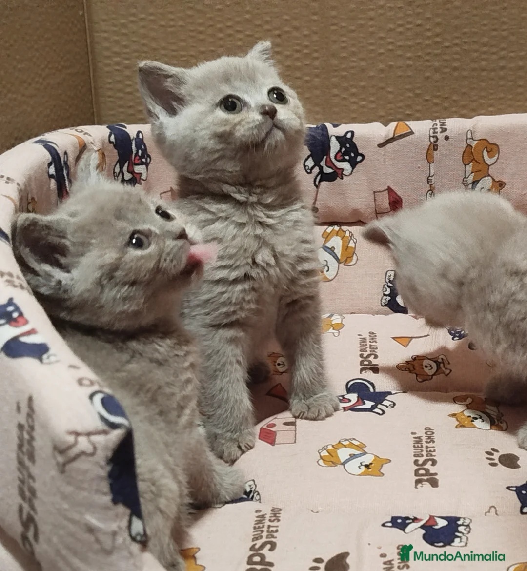 Británico de Pelo Corto gatos en venta: British Shorthair  - Anuncio 2