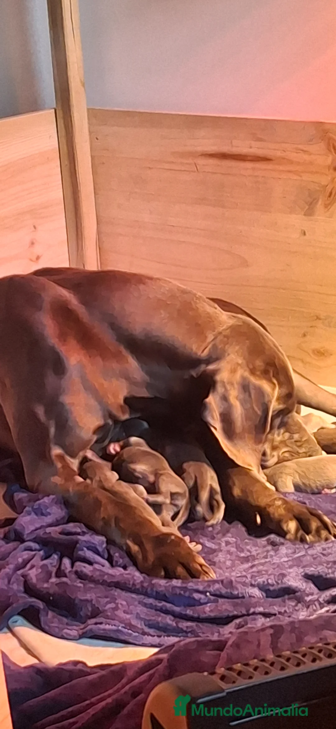 Dogo Alemán perros en venta: Cachorros de Gran Danés o Dogo Alemán - Anuncio 2