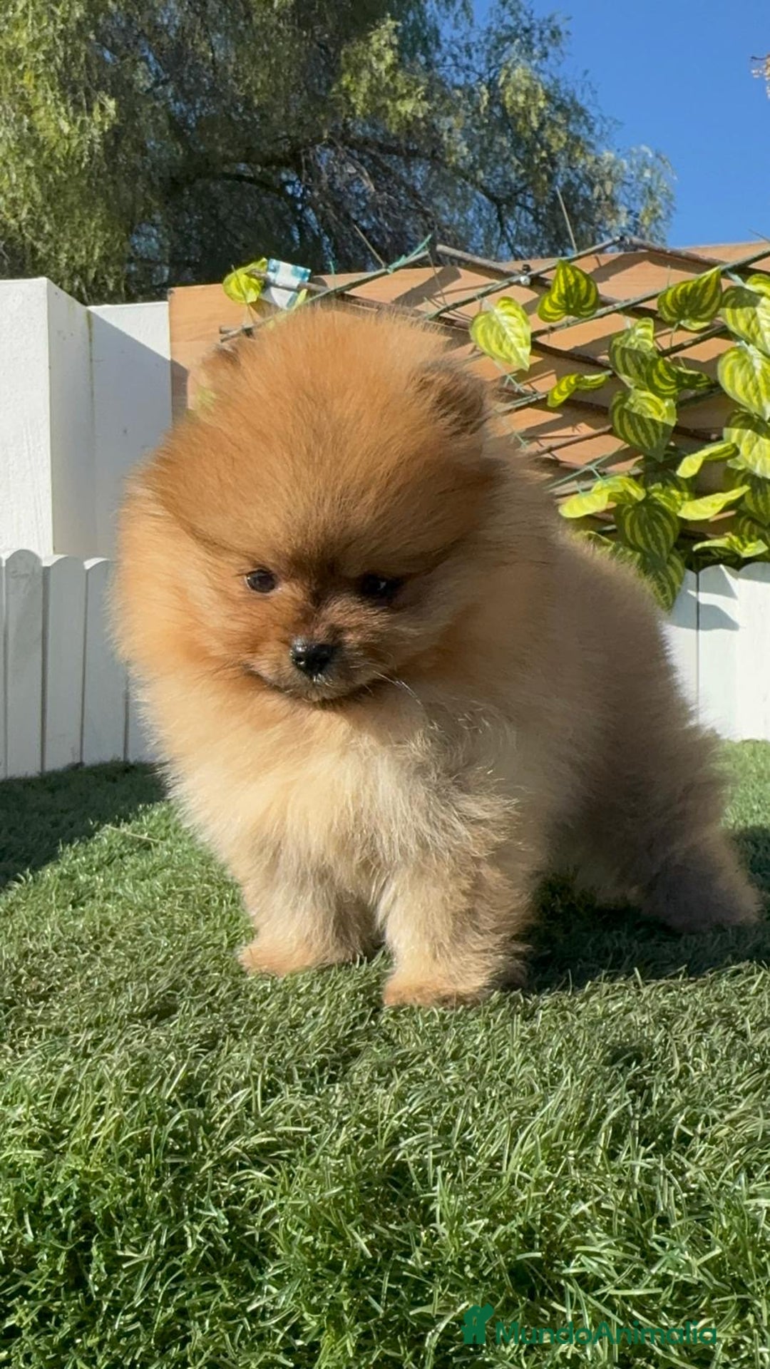 Pomerania perros en venta: POMERANIA HEMBRA CARA DE OSO - Anuncio 3