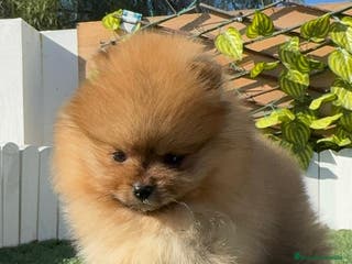 Pomerania perros POMERANIA HEMBRA CARA DE OSO - Anuncio 7
