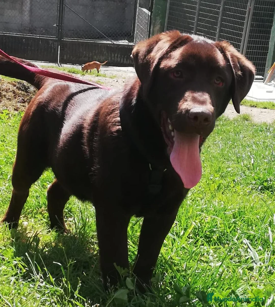 Labrador Retriever perros en venta: Labrador chocolate  - Anuncio 1