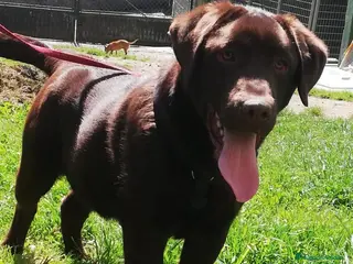Labrador Retriever perros Labrador chocolate - Anuncio 1